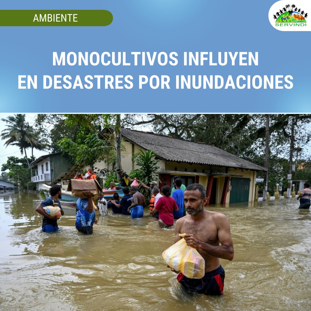 🌎 #Internacional Los desastres provocados por las inundaciones en varias regiones de Asia –especialmente en Indonesia y Malasia– estarían vinculados a los monocultivos de palma aceitera ⮕  acortar.link/sPdwAS