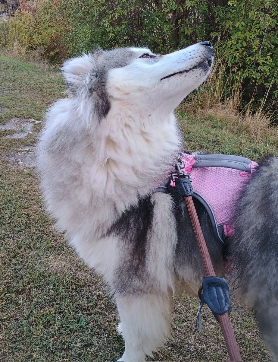 Ineliababs's tweet image. La niña quiere jugar al nuevo metroid
Regalen🧞