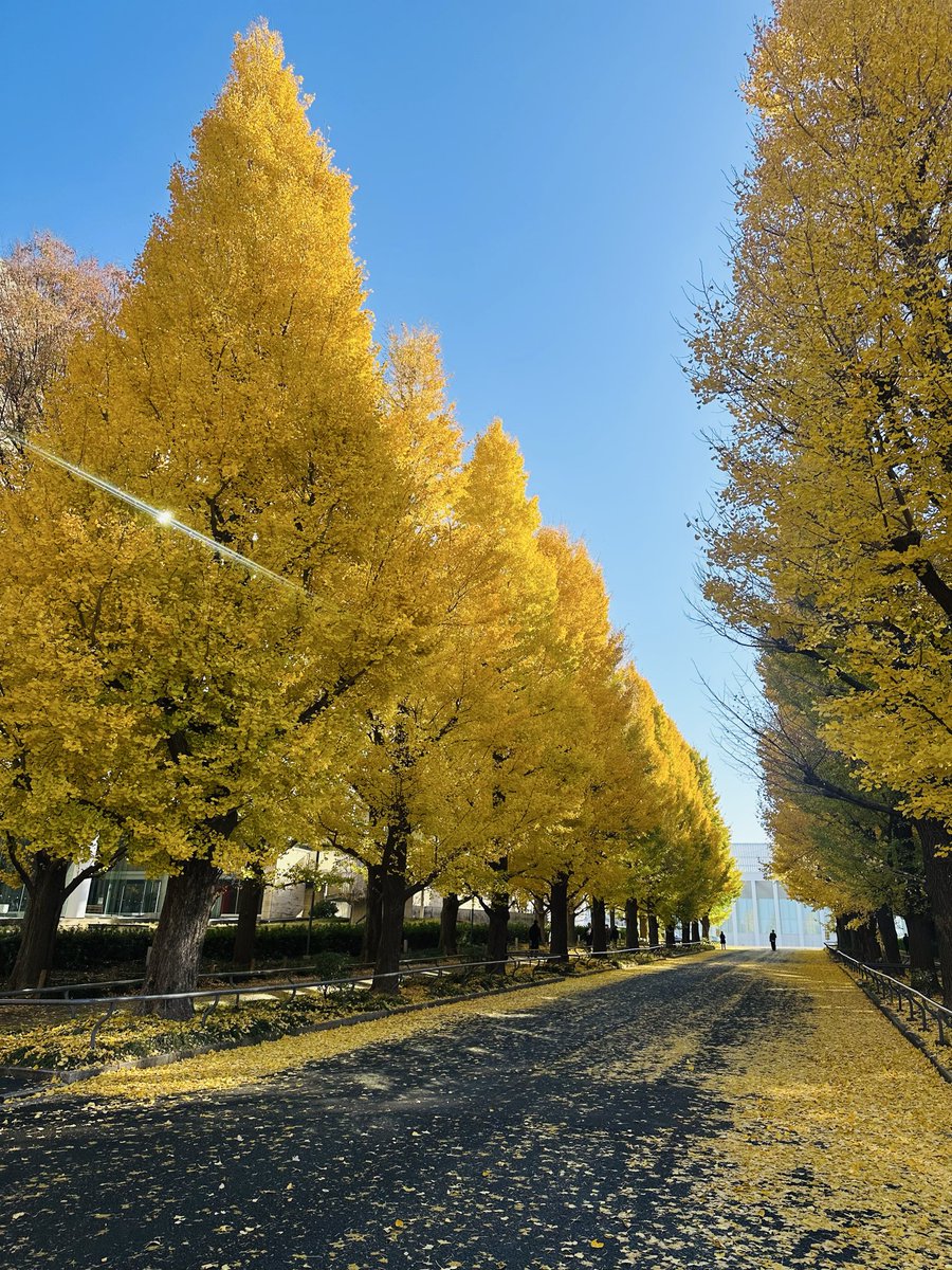 今年も美しかった、職場のイチョウ。今はほとんど葉が落ちてしまったが、それもまた一興。