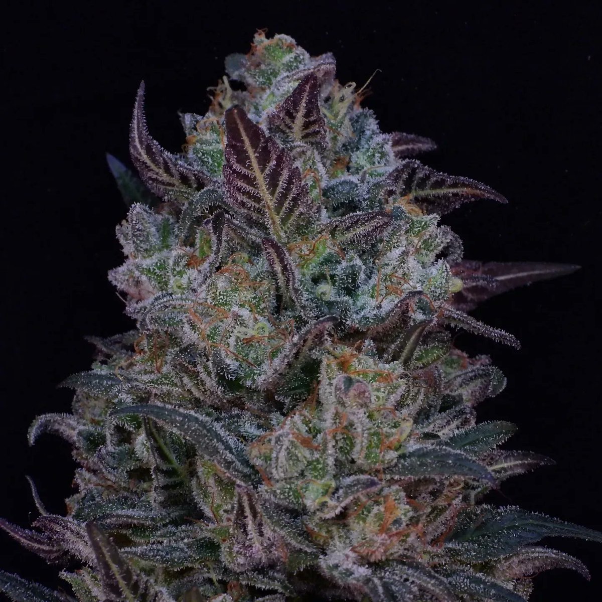 Head on over to bootlegseeds.com and get your free unreleased seed pack with every order untill end of the year .get them b4 they become illegal again