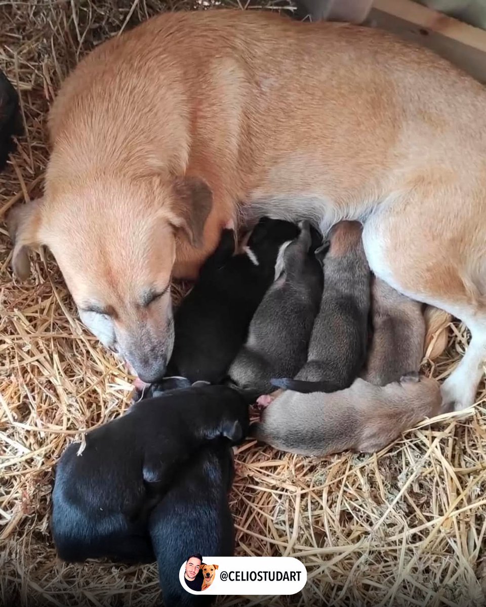 CelioStudart's tweet photo. É impossível não se emocionar. Um presépio acolhendo uma família que só precisava de proteção. https://t.co/1aNXssNtRg