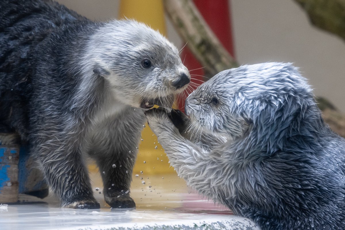 お口からイカを取られるキラ

#きらきらキラちゃん金曜日