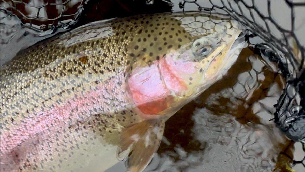 Jonathan James (JJ) tweet media