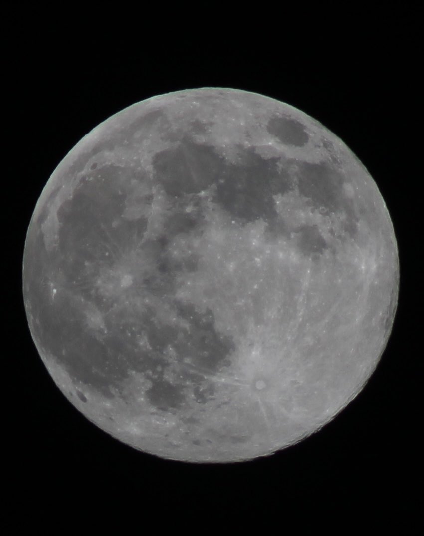 Eleanor 🇮🇪🌷 tweet media