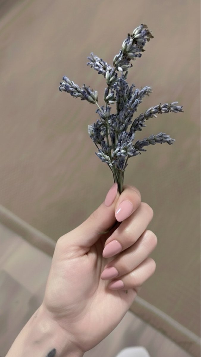 Evimizi lavanta kokutalım…