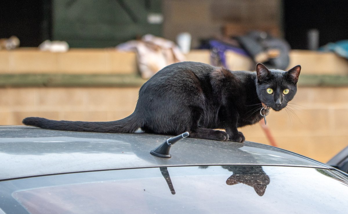 Robert Yates tweet media