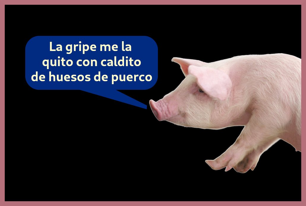 coronapolla's tweet photo. #cerdo #porcino #porcina https://t.co/GiPiJYovWz