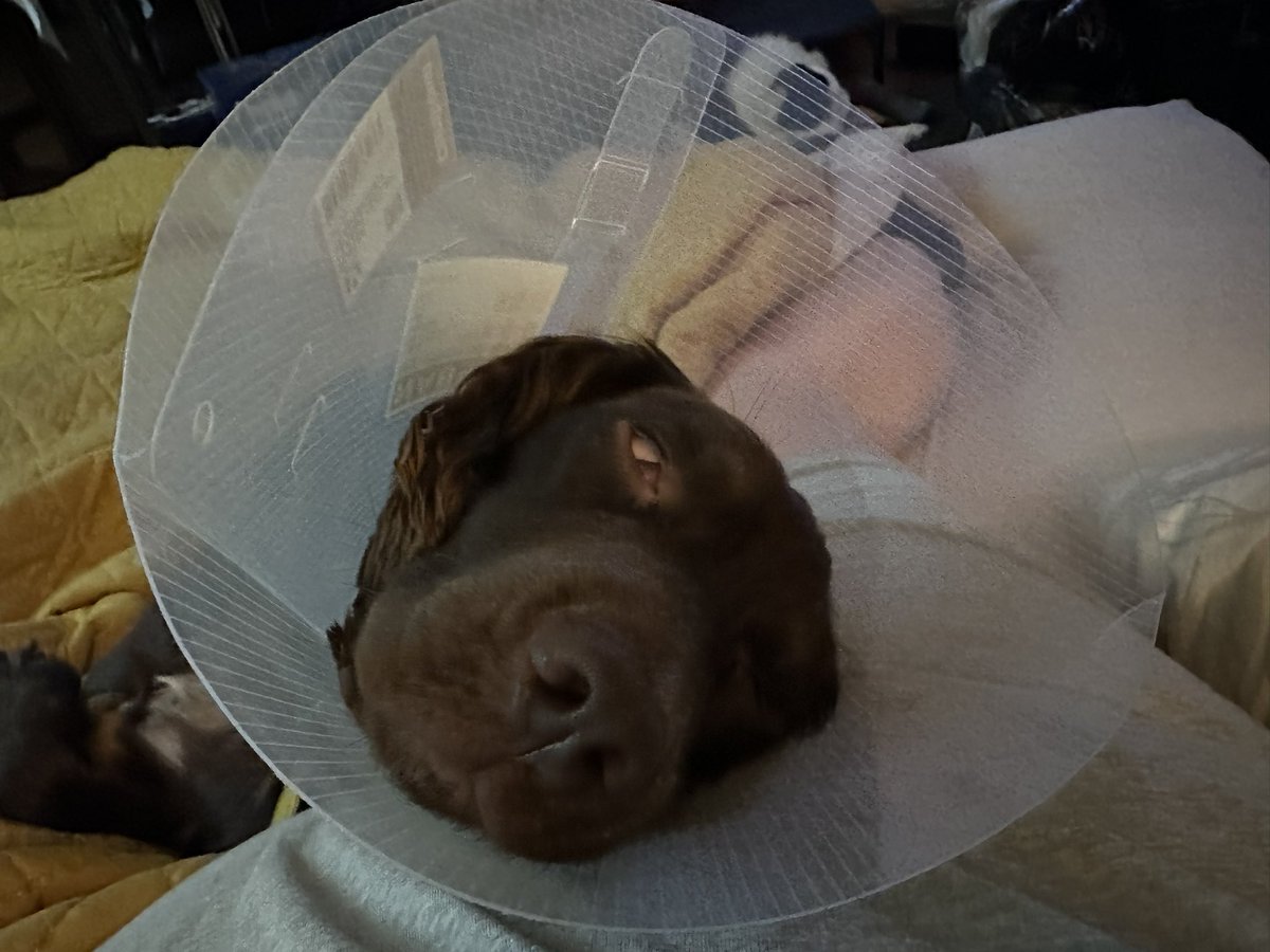 My poor boy. Some dogs need to be docked as puppies, sadly there was no chance he could have been because the <a href="/WelshGovernment/">Welsh Government</a> don’t allow you to dock mixed breeds (Springer and Cocker). He’s mashed up his tail and had to have it amputated. #dogs #sprocker #spaniel