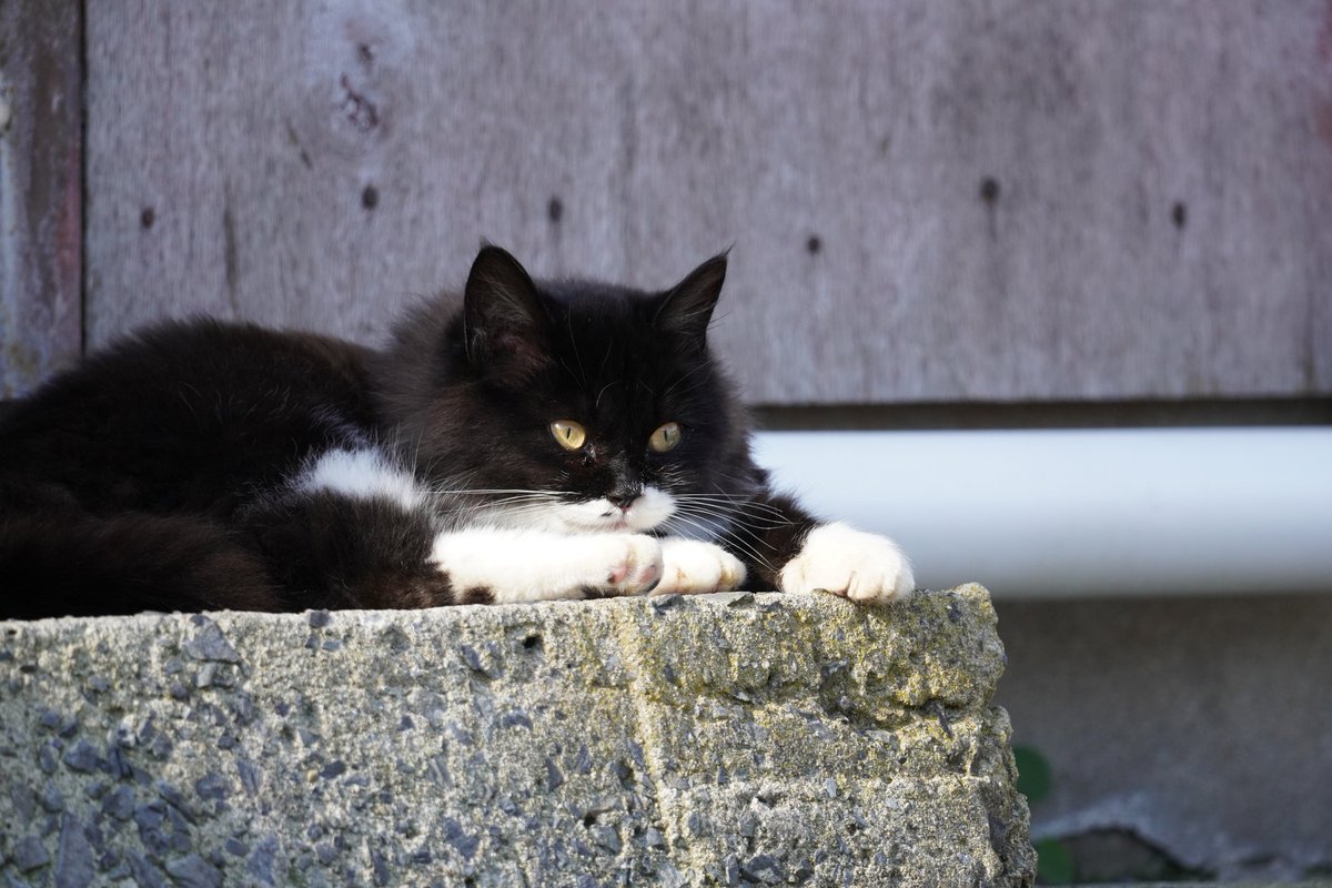 tashiro_shima's tweet photo. おはよ〜ございます🐾
ロビン君

#田代島 #猫写真 https://t.co/9nLNtTriud