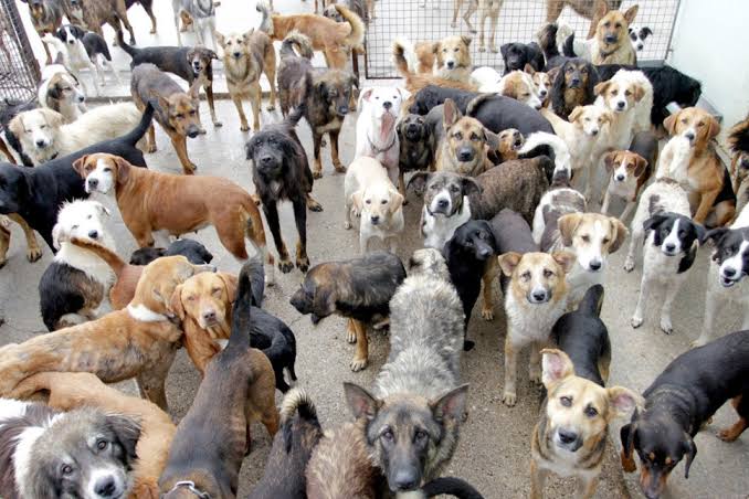 Flood: KÖPEK GERÇEĞİ
250 MILYAR DOLARLIK RANT 
Son birkaç aydır, sokak köpeklerinin saldırıları arttı. Türkiye’nin her noktasından her gün onlarca sokak köpeği saldırısı haberi geliyor.Bir kaç gün önce Adıyaman'da bir çocuğumuza maalesef Kuduz tanısı konuldu. Fakat hem bürokrasi