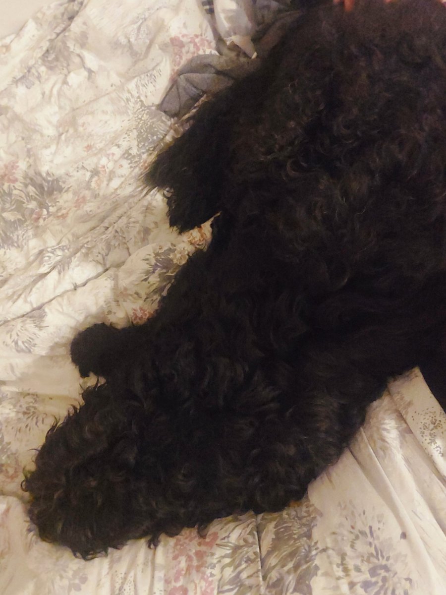 Hab meinen Eltern durchs Treppenhaus zugerufen "Gute Nahacht!" Zack... kommt einer die Treppe rauf und stellt sich vor mein Bett 😂

Da konnte ich nicht nein sagen 🥹 Ich kuschel doch so gerne.

In dem Sinne! Gute Nacht ✨️