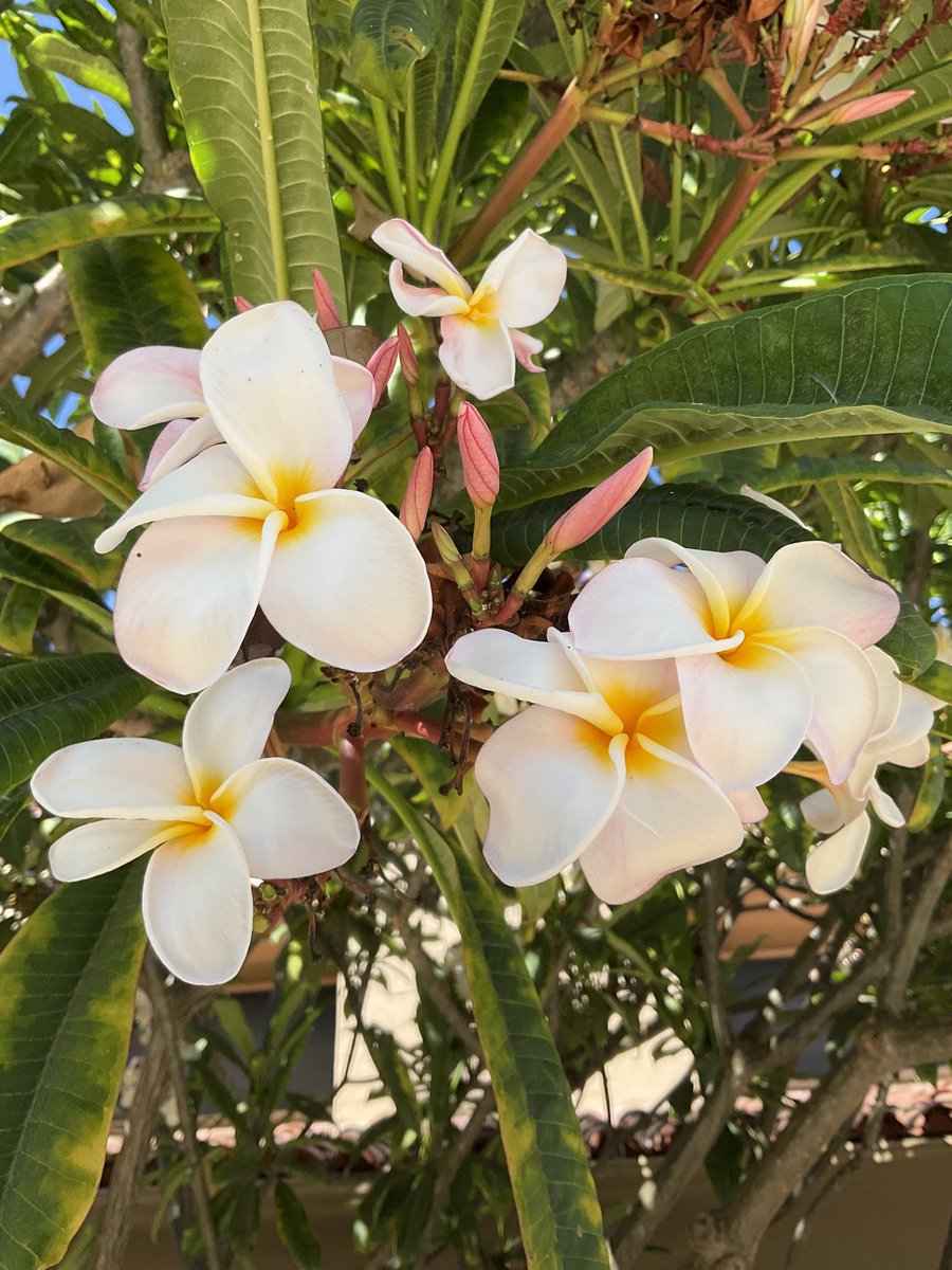 ❤️UMINAMI❤️ なおみ(Naomi)@ Flowers and wild life in Los Angeles (@EZJapanese