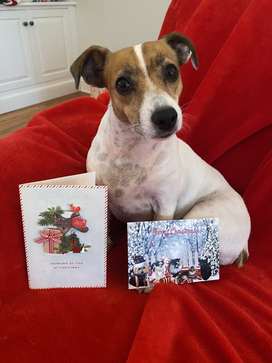 #ChristmasCard #Christmas #dogs #dogsoftwitter #zshq #dogsofX #PupMail📬💌  ❄️ #BabyBea ❄️💚🎄❤️⛄️
Can you see the pop-ups on this gorgeous card from Sadie, Mocha, Onyx, Brady &amp; Auggie <a href="/Gorillababe/">Sadie Lynn</a> ? There’s even ribbon!! And a picture! We luv  bling, guys - &amp; we luv YOU! 💌