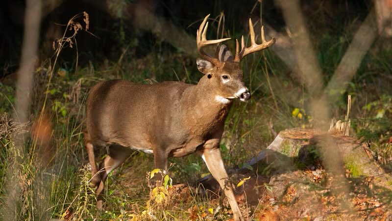 honeyybomb's tweet photo. 500,000 hunters.
500,000 guns.
ZERO murders.
90,000+ deer down, not a single human intentionally harmed.
It’s almost like guns aren’t the problem.
P.S. Father-in-law just smoked the limit, three bucks. Venison chili on deck tonight. 🦌🔥
#2A #DeerSeason #HuntSafe https://t.co/t82IUe9ZIe