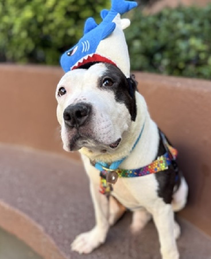 MyBoxerLuvMac1's tweet image. 💔Falsetto💔
#NYCACC #237401 2y
▪️Listed TBK: 12/6💉 
#RescueOnly

Precious sweetie&apos;s💔, ret after little time 2 decompress after being @ shelter 72 days!
Adores ppl, affectionate, playful &amp;amp; stunning!
Total cuddlebug had many super boroughbreaks w wonderful behavior + never met a…