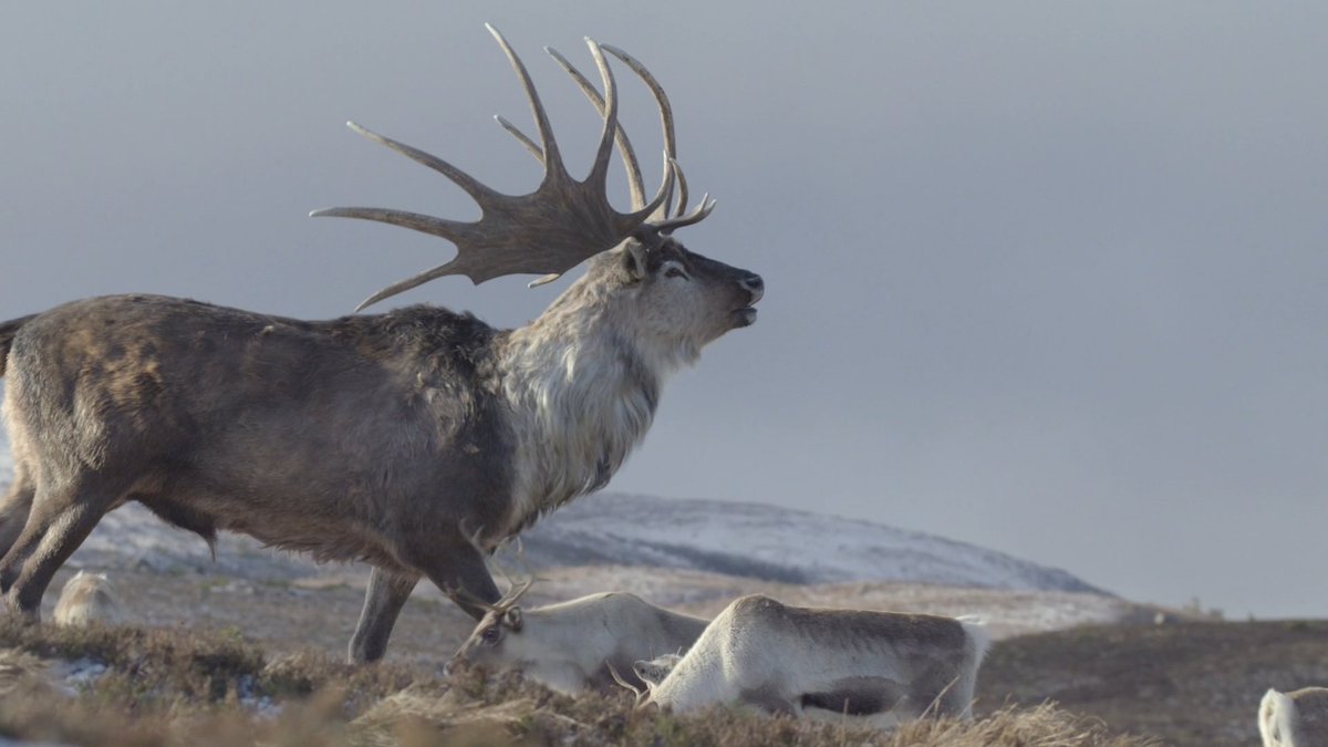 There's something just... Majestic and almost magical about the PHP Megaloceros. Like an animal you'd see in a fairy tale, something you could dedicate an entire week in the woods just for a chance of spotting it.