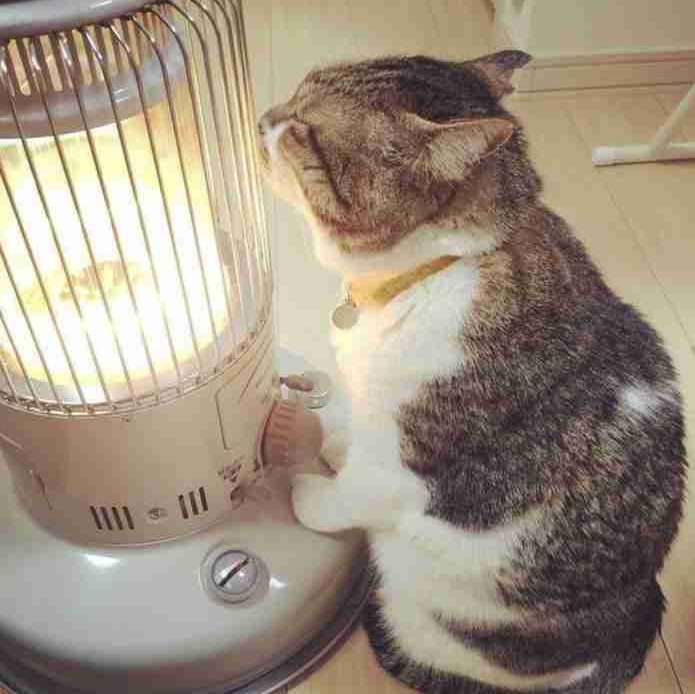 おはようございます      
１２月５日・金曜日です     
本日も、よろしくお願いします 😃      
日中、寒いですぅ
（ こちらは、サブ運用です）
白山の真の姿☃️
ねこちゃんは、ストーブでも暖まるぅ👍