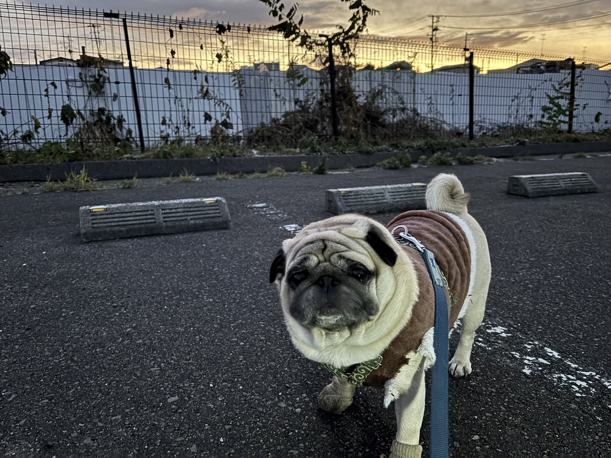 パグ様 おはよう御座います🐶 やっと金曜日✨ 今日も冷えますので、暖かくして