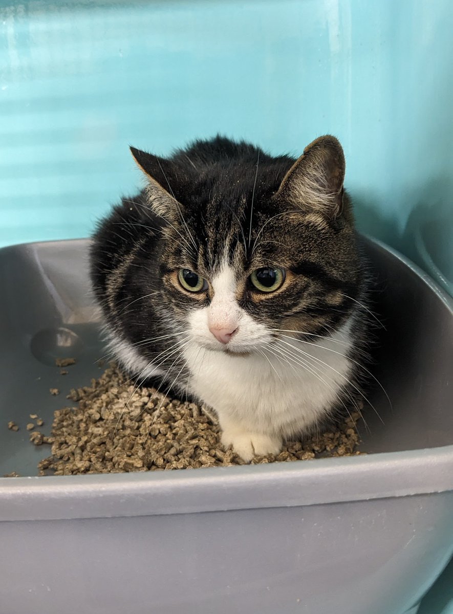 💕 Le refuge est plein de princes charmants  💕
Aujourd'hui, rencontre avec un adorable minou nommé Bryan 😍
" Where is Bryan ? "
" Bryan is not in the kitchen "
" Bryan is in a shelter at #SPA #Gennevilliers "
#adoptdontshop