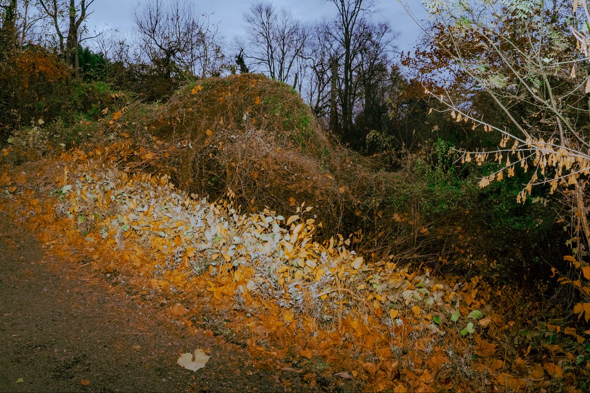 Shad ✵ tweet media