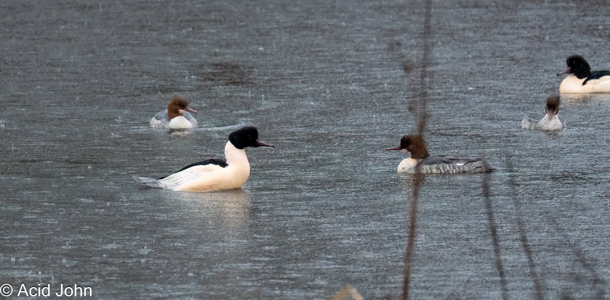 JohnAcid's tweet photo. Several hours standing in the pi**ing rain at Rudyard Lake with four intrepid members of The North Staffs RSPB. Kingfisher, Dipper, Little Egret and Goosander. I'm glad I went the pub after 🥶 https://t.co/SS92VGnc7K