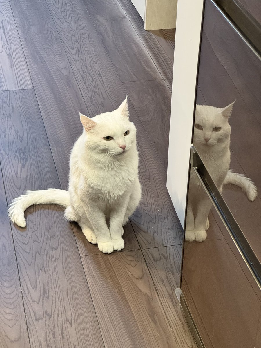 ハク様 (@hakusama0906) / Posts / X