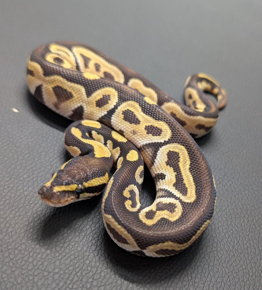kaikai_082's tweet photo. CBJP販売個体紹介
Phantom het Hypo 50%het Clown♂
※各種クレジットカード対応しています。
#CBJP
#ボールパイソン
#爬虫類 https://t.co/FBMDje0mZV