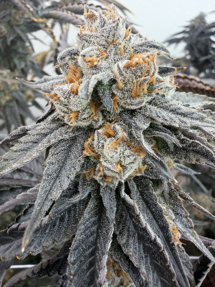 DAILY SOURCE tweet media