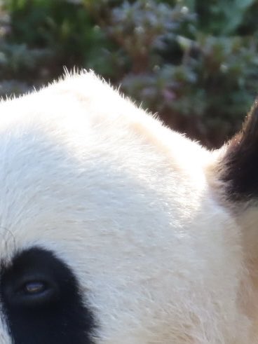 ちーじー🐼🌼 (@mutasokj) / Posts / X