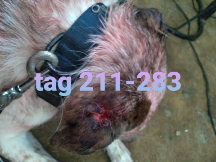 Art of the Day! "Copperhead". Buy at: ArtPal.com/Brenniewebb?i=…