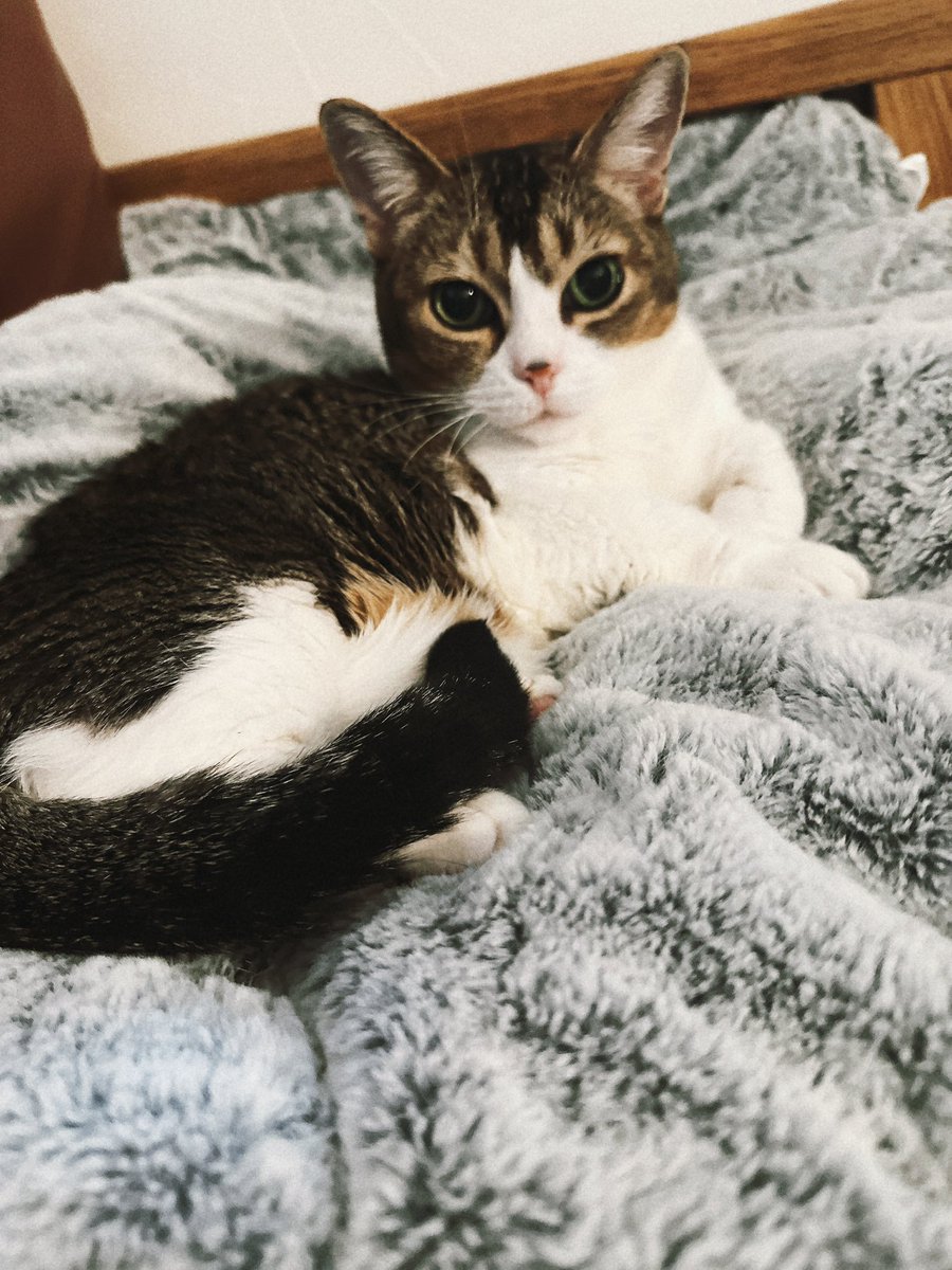 サコ (@sacoeco) / Posts / X