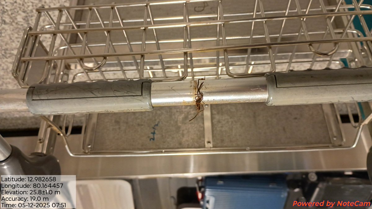deepakvv4's tweet photo. @aaichnairport Request for action: A safety hazard exists on a few old trolleys at Chennai Airport (Intl Arrivals, Belt 5). I nearly injured myself on a rusted, sharp iron wire tied to one trolley. Please review all such trolleys &amp; ensure they are repaired or removed immediately. https://t.co/yXwONlZU6B
