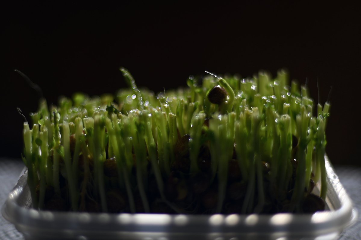 Post by 佐藤賢二郎／SATO Kenjiro on X: 豆苗＠自宅