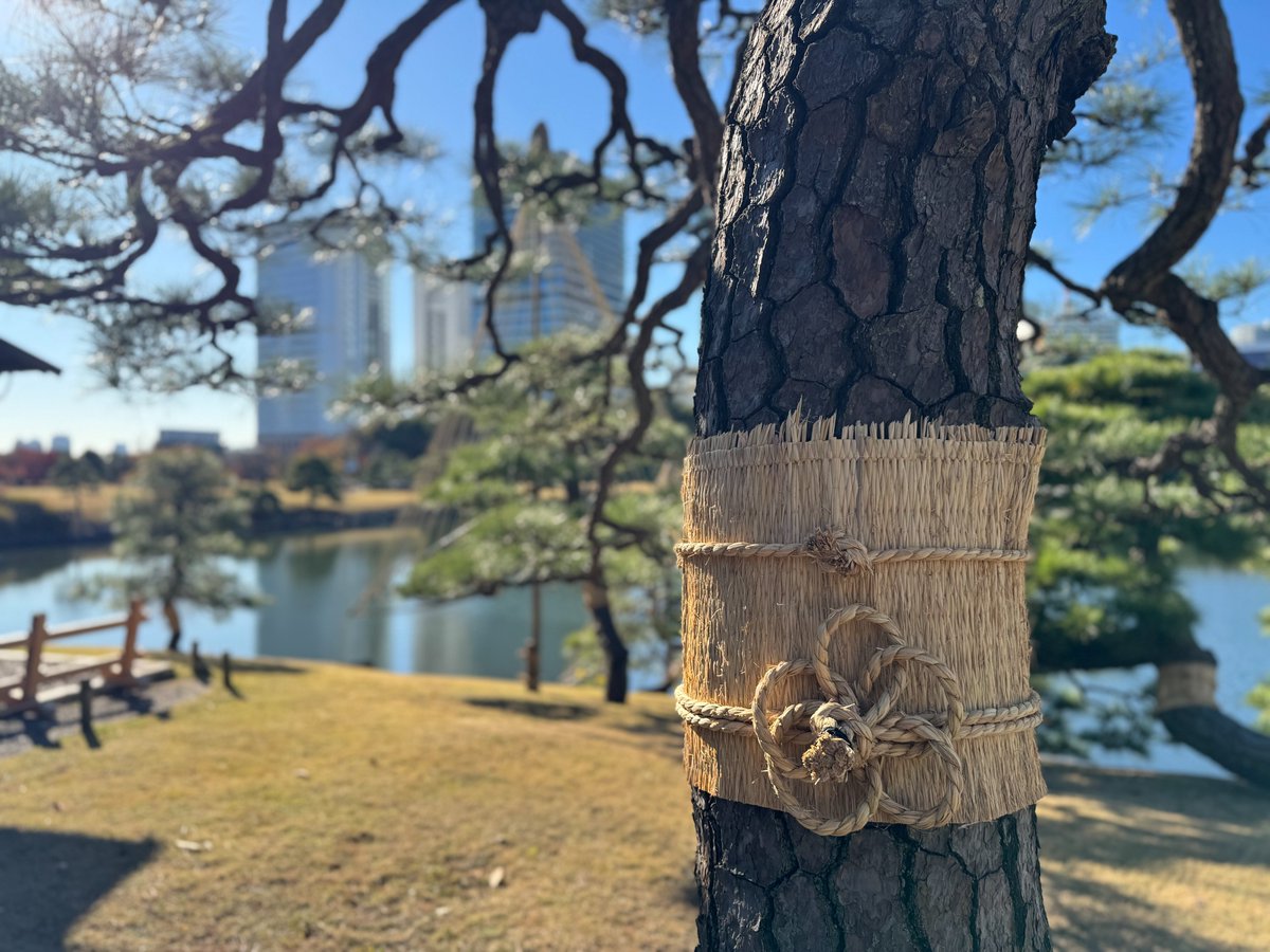 HamarikyuGarden's tweet photo. #浜離宮恩賜庭園 の #雪吊り と #菰巻き(こもまき) です。
本格的に寒くなってきました。暖かい格好で浜離宮の冬支度をご覧ください。
#庭園 #garden #tokyo #冬支度 #winterproof https://t.co/Jnkf15mVoC