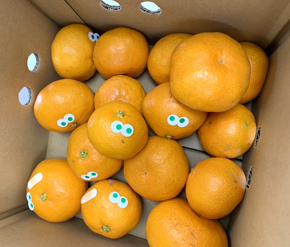 販売店さんから可愛いみかんをいただきました🍊 ひとつひとつに目が