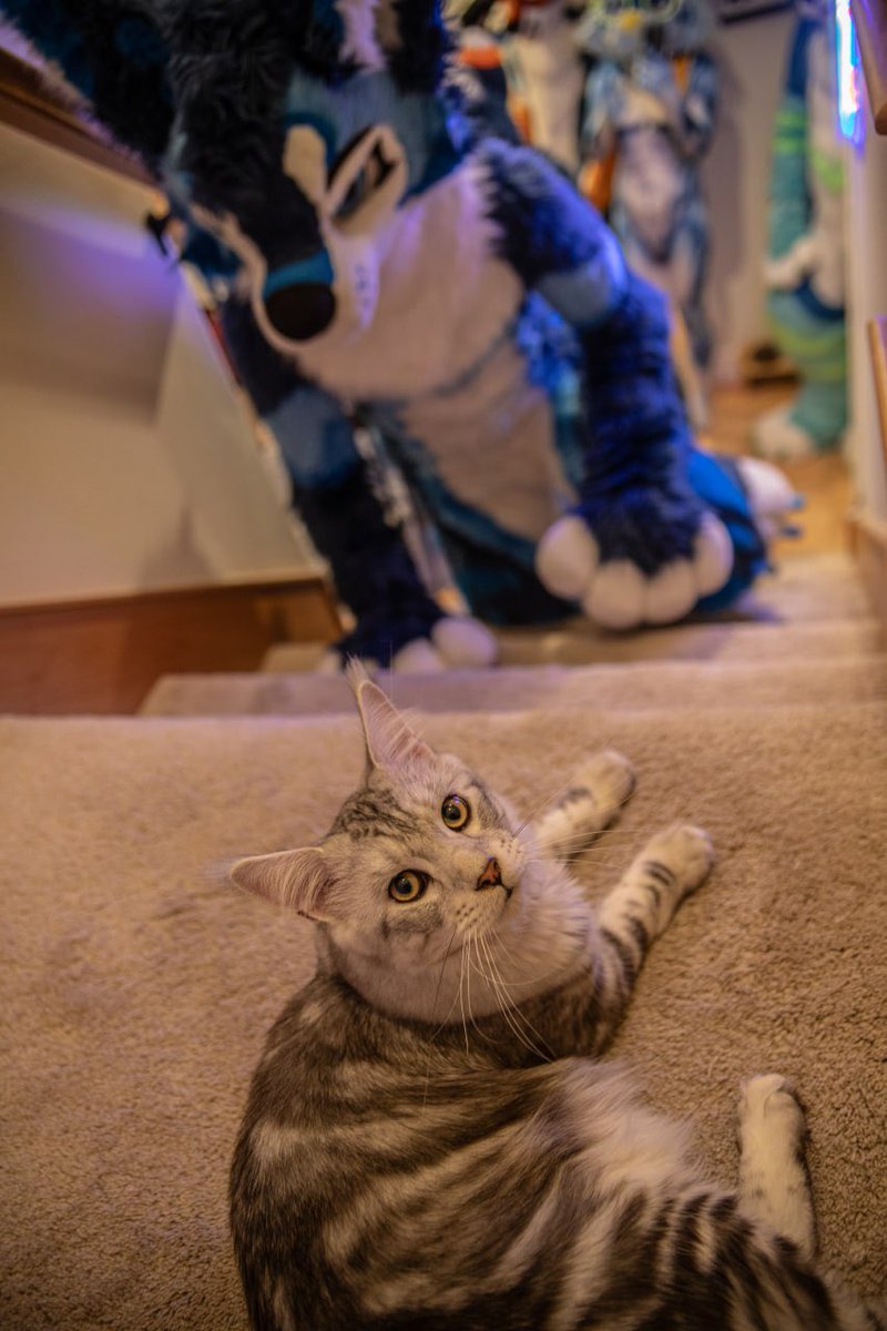 “He’s right behind me isn’t he”
I totally didn’t bully my kittens while dog