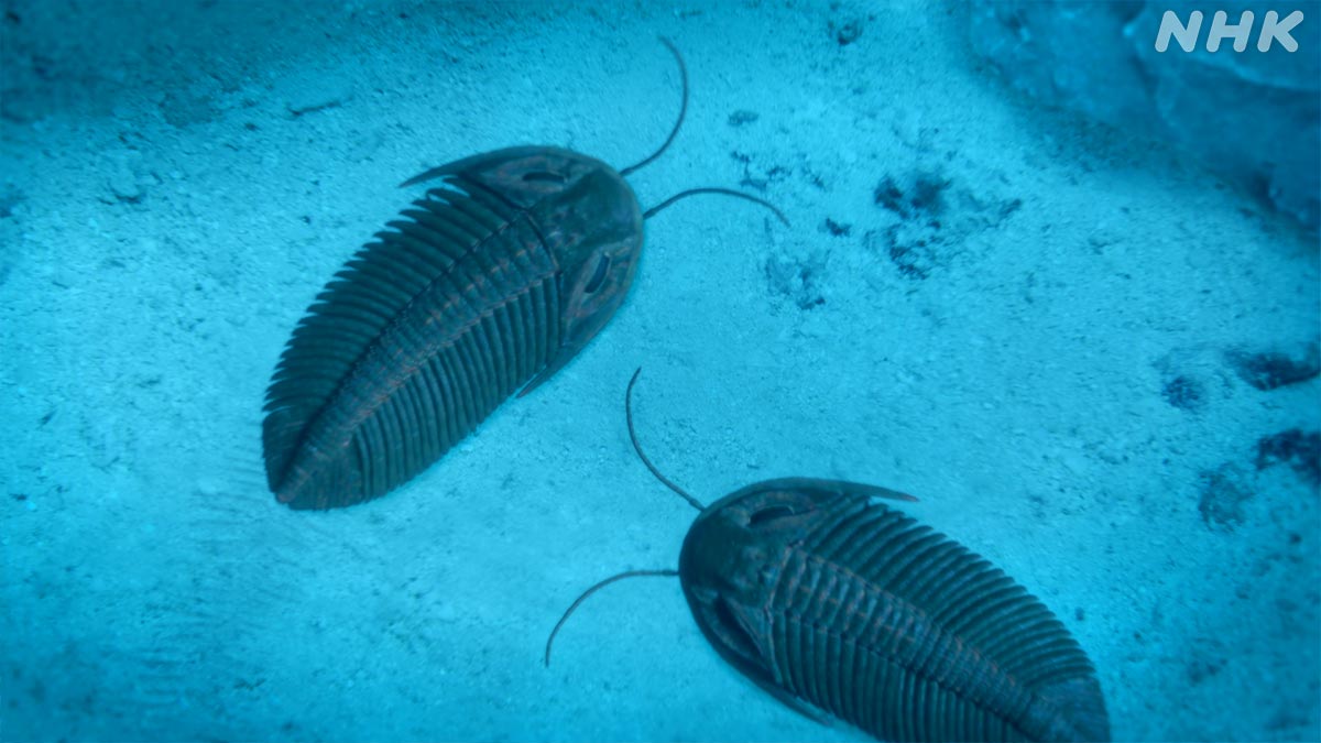 nhk_darwin's tweet photo. 古生代に大繫栄した三葉虫も紹介！🐛✨

驚きの切り口で、モロッコで見つかった
三葉虫化石の謎に迫ります！🪨🔍

🟧⏰12月7日 日曜夜7時30分～🟧
『恐竜時代の“陰の主役” アンモナイト大研究』
https://t.co/UWE2pVK1sV

#ダーウィンが来た https://t.co/vjEiPtsMHD