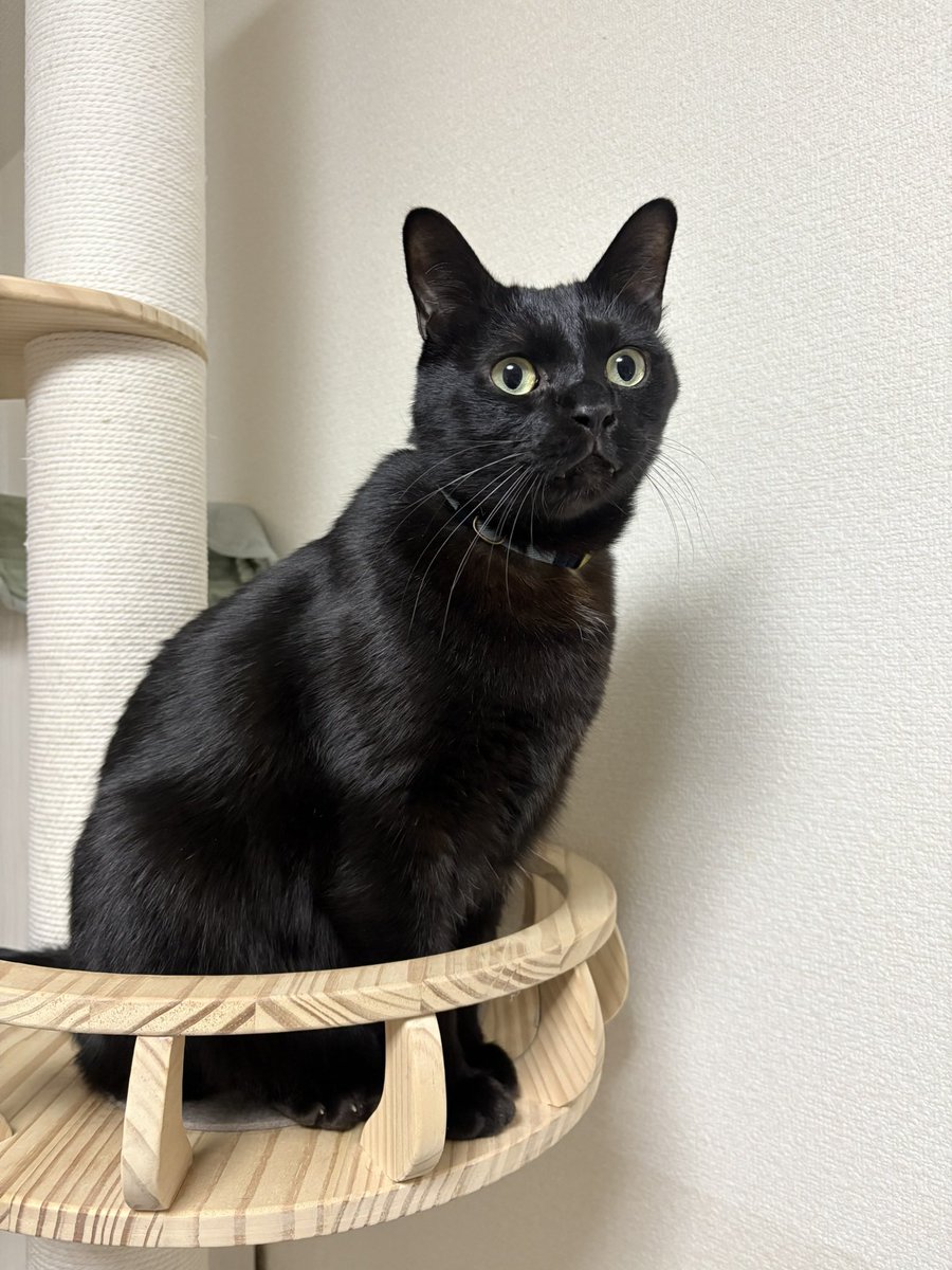 キャットタワーのテラスで物思いに耽るジジさん☺️