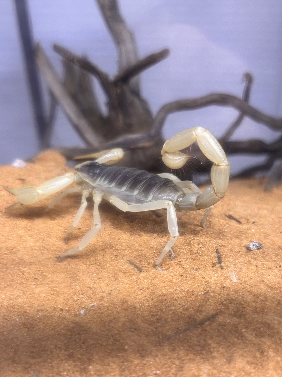ReopMomo's tweet photo. ちょこんとしてた🦂 https://t.co/G0Musy33F4