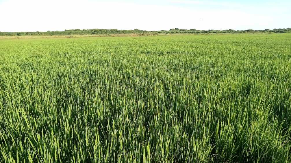 El grupo de extensión agraria de la UCTB Sur del Jibaro supervisa al productor Sergio Granado Fábrega, "el Porro". Un ejemplo de colaboración entre UCTB,Empresa Agroindustrial y productores para la multiplicación de semillas de #arroz: IACuba 41,47 y ViBa 17. #AgriculturaCubana