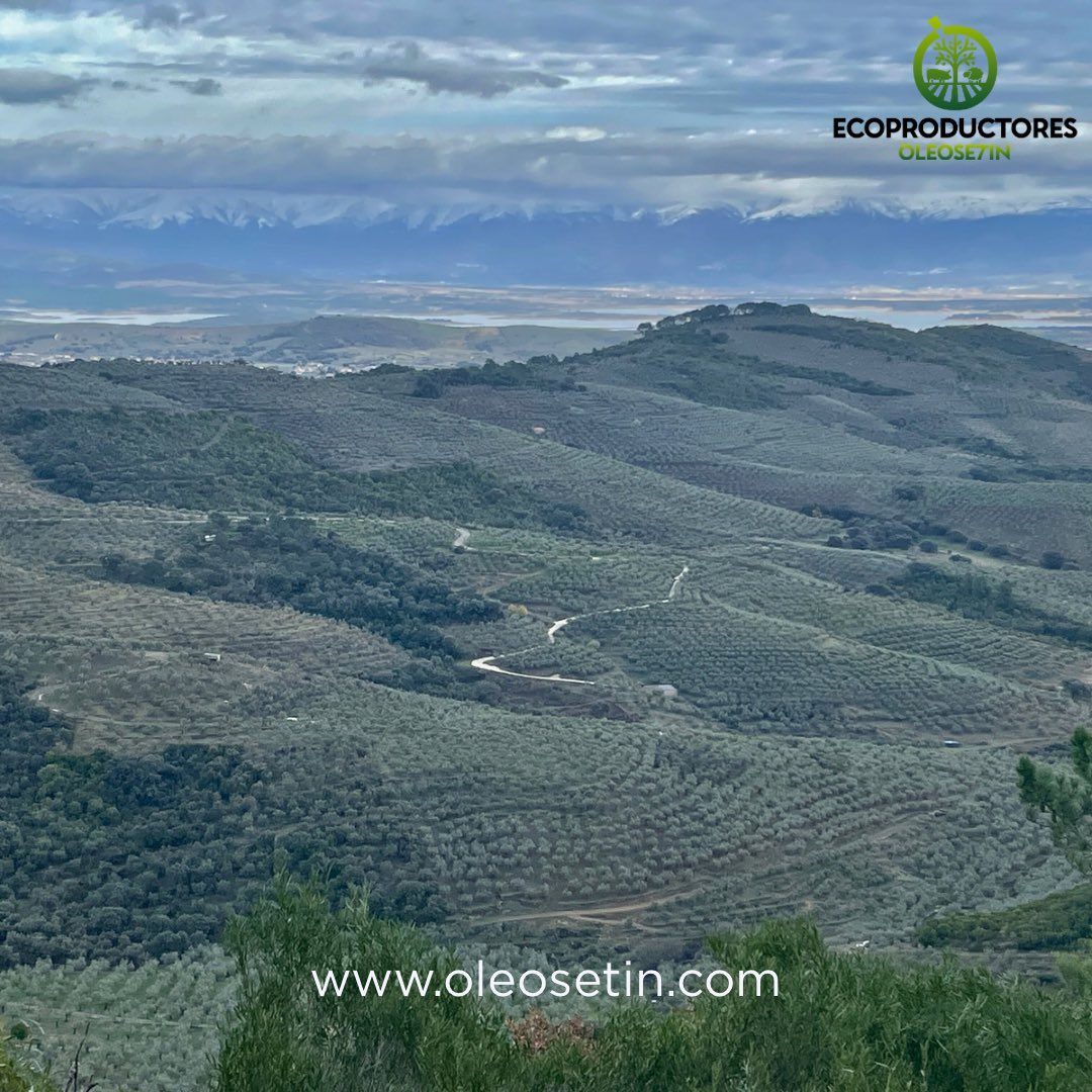 El olivar tradicional no es solo un cultivo: es un patrimonio natural que seguimos cuidando con el mismo cariño que nuestros mayores.
Bajo estas montañas, la Manzanilla Cacereña crece en equilibrio con el entorno, dando vida a un aceite único, puro y saludable.
Gracias #oleosetin