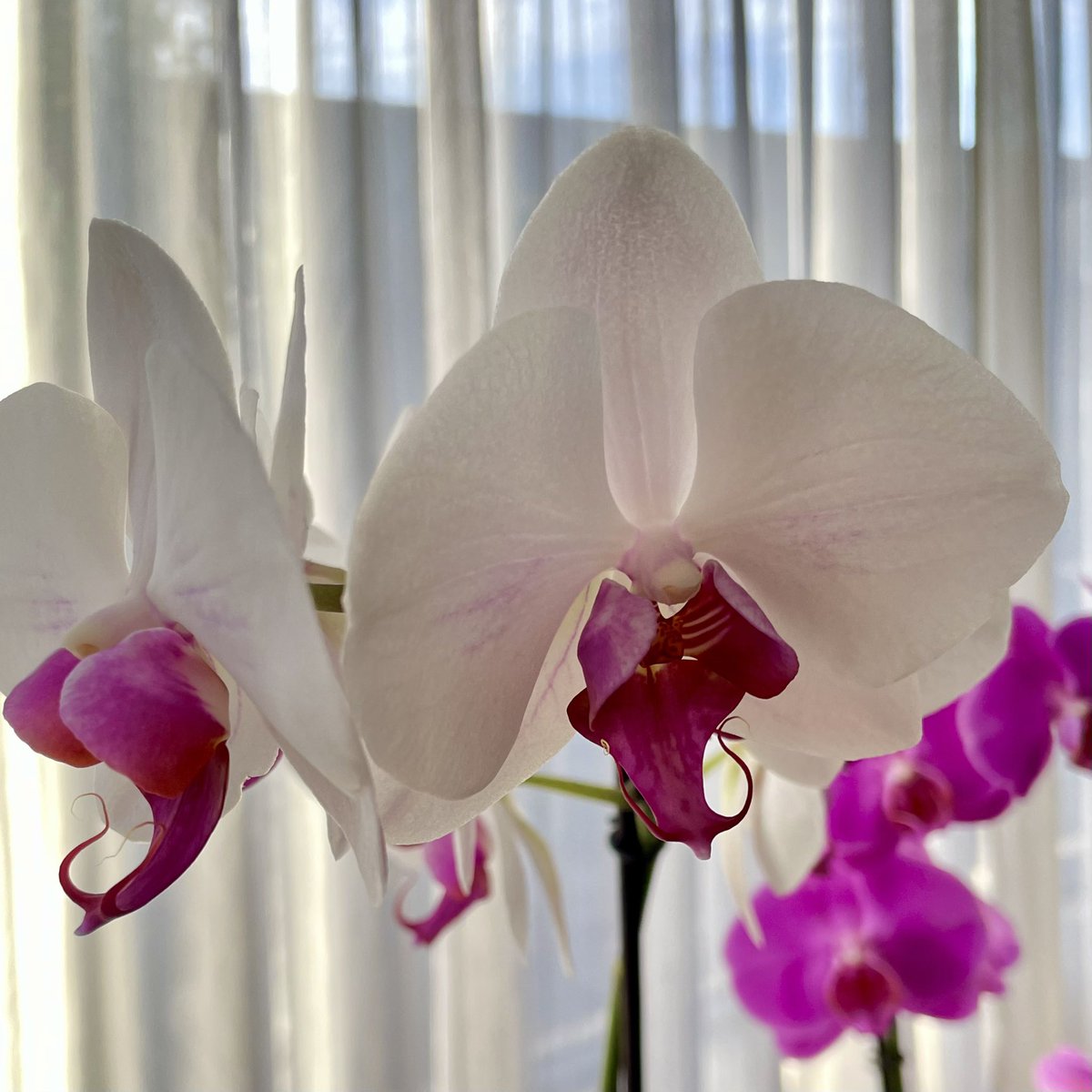 Las orquídeas son así de hermosas porque su belleza es abiertamente sexual. Y esa sensualidad tan evidente es precisamente lo que más me gusta.