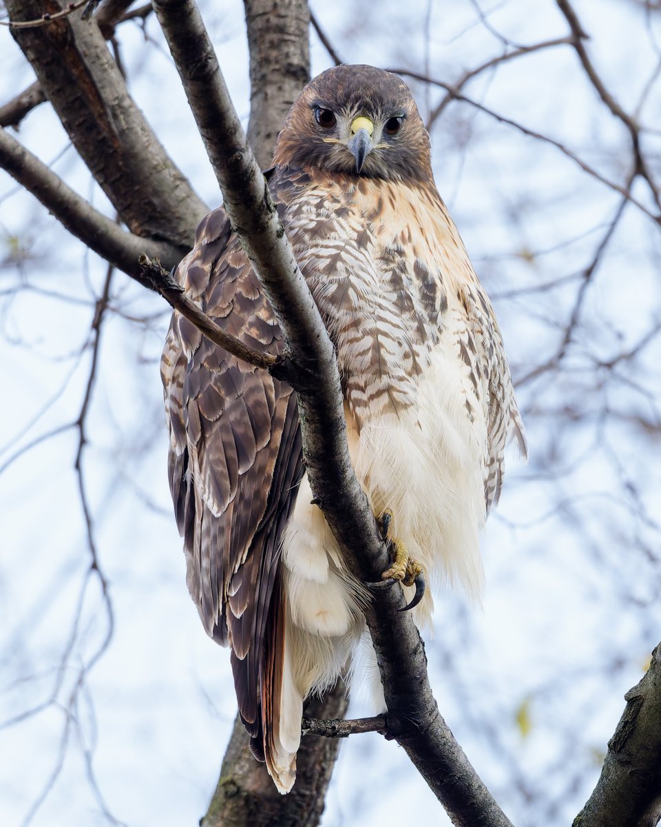 hubbnyc's tweet image. A wintry stare from a Red-tailed Hawk in Carl Schurz Park (NYC) this afternoon
#redtailedhawk #birdcpp #birdphotography #nikonphotography