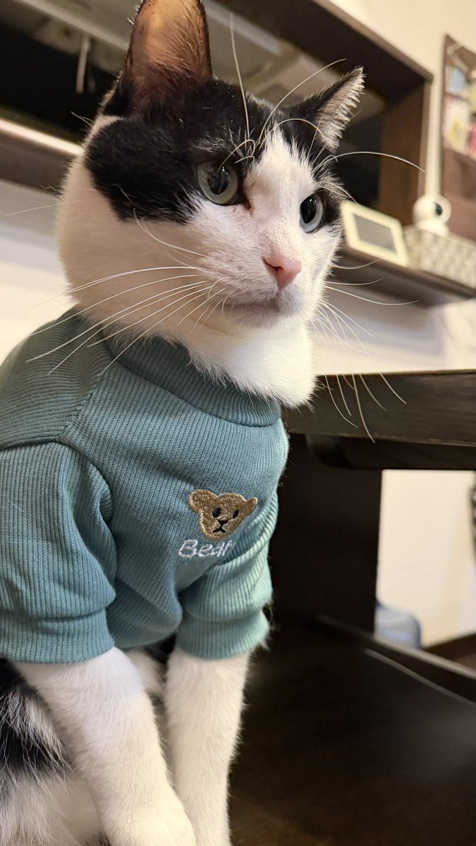 もこにこ🐾ｻﾌﾞ (@neconyanmoco108) / Posts / X