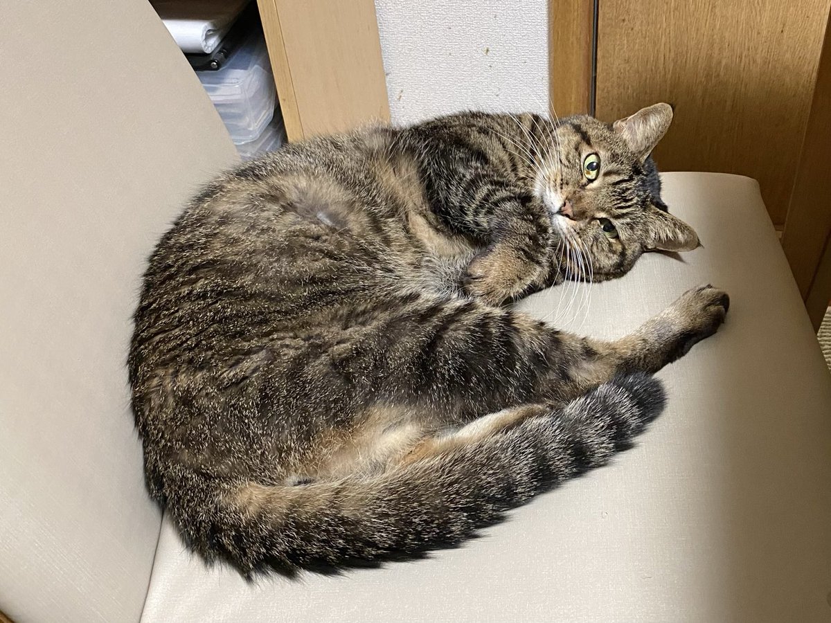 さあ、あと1日

#猫 #cat #保護猫 #キジトラ #ねこ部 #猫のいる暮らし #猫好き #ねこのいる生活 #猫好きさんと繋がりたい #リトルキャッツ出身 #くるにゃん卒業