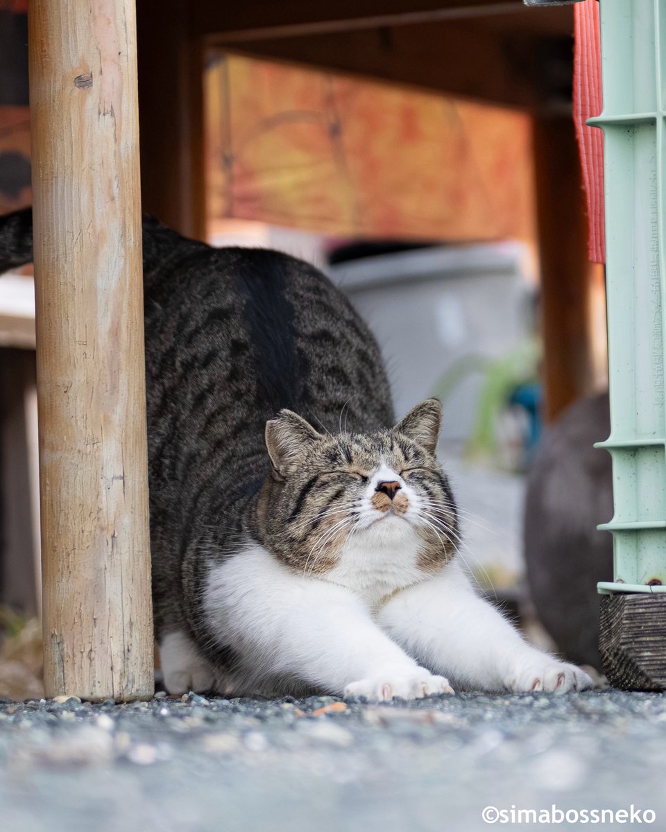 simabossneko 写真集「島にゃんこ」発売中 (@simabossneko) / Posts / X