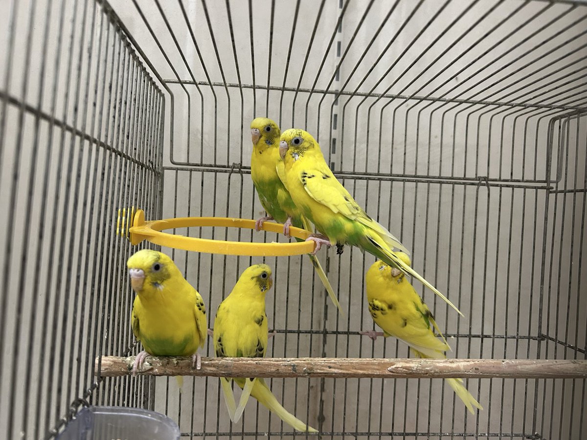おはようございます😊
病院にいるセキセイインコ(エキゾルームにいる子達です)
#動物病院奈良
#エキゾチックアニマル