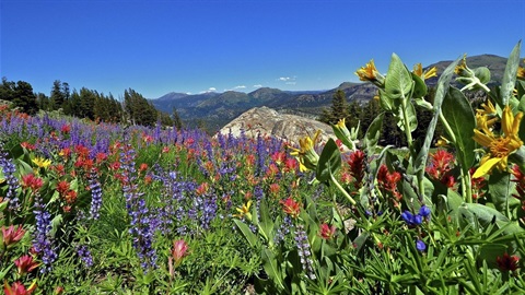 Thursday, December 11, 2025, at 8:30am: The County Planning Commission will hold a public hearing to review proposed updates to the Conservation and Open Space Element of the El Dorado County General Plan and make recommendations to the Board of Supervisors for possible adoption.