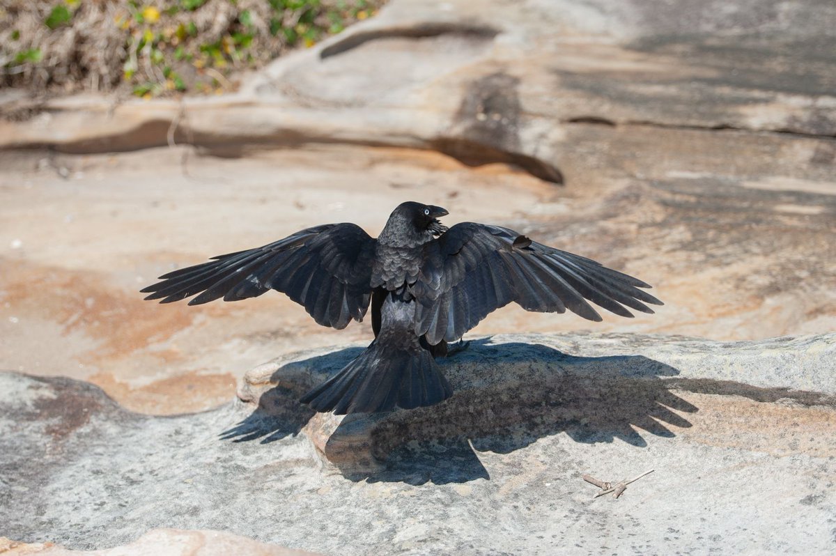 mini_rar's tweet photo. @birdmoder I'm trans and also love birds, here's a shot I got https://t.co/g5UgN6ofNN