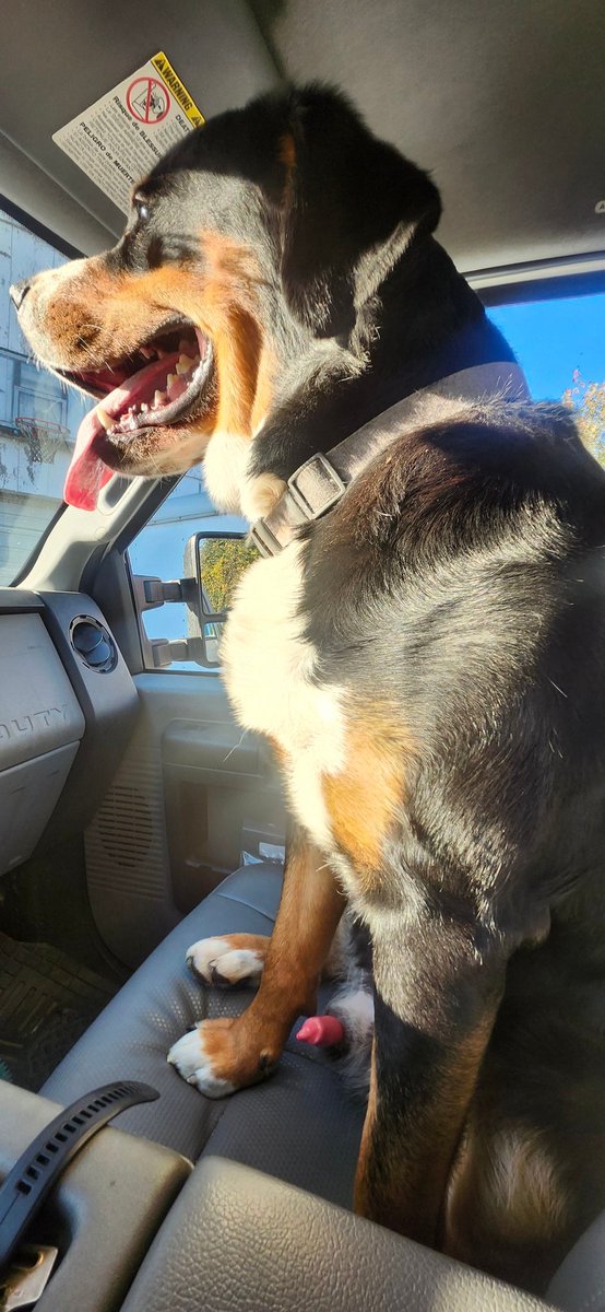 Eddiehawk69's tweet photo. Ryder loves going for a ride! https://t.co/m2fzM7prXE